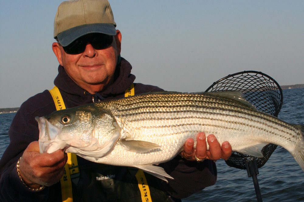 big striped bass caught in chesapeake