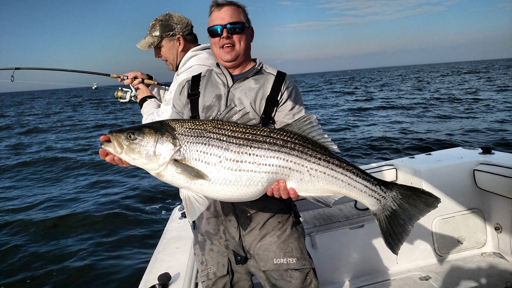 giant ocean run striped bass