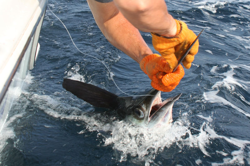 billing a marlin