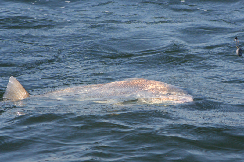 black drum in the water