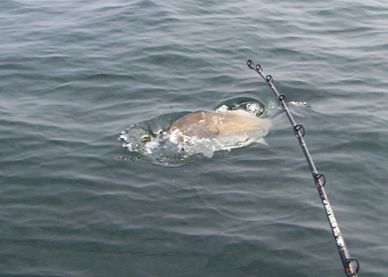 catching a black drum