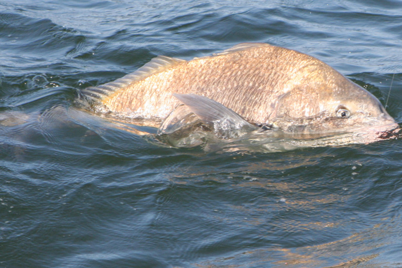 black drum fishing