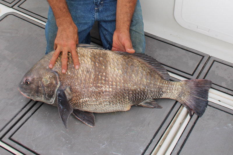 black drum in the boat