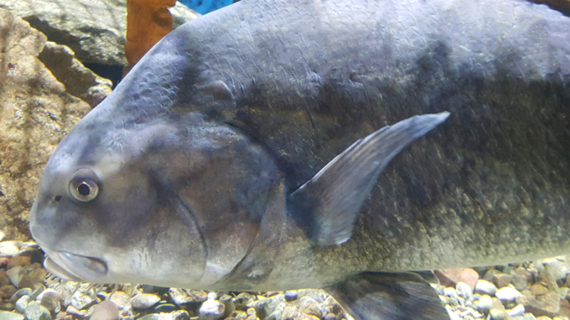 black drum underwater