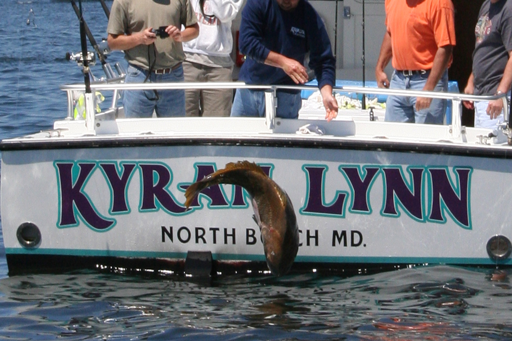 black drum fishing chesapeake bay