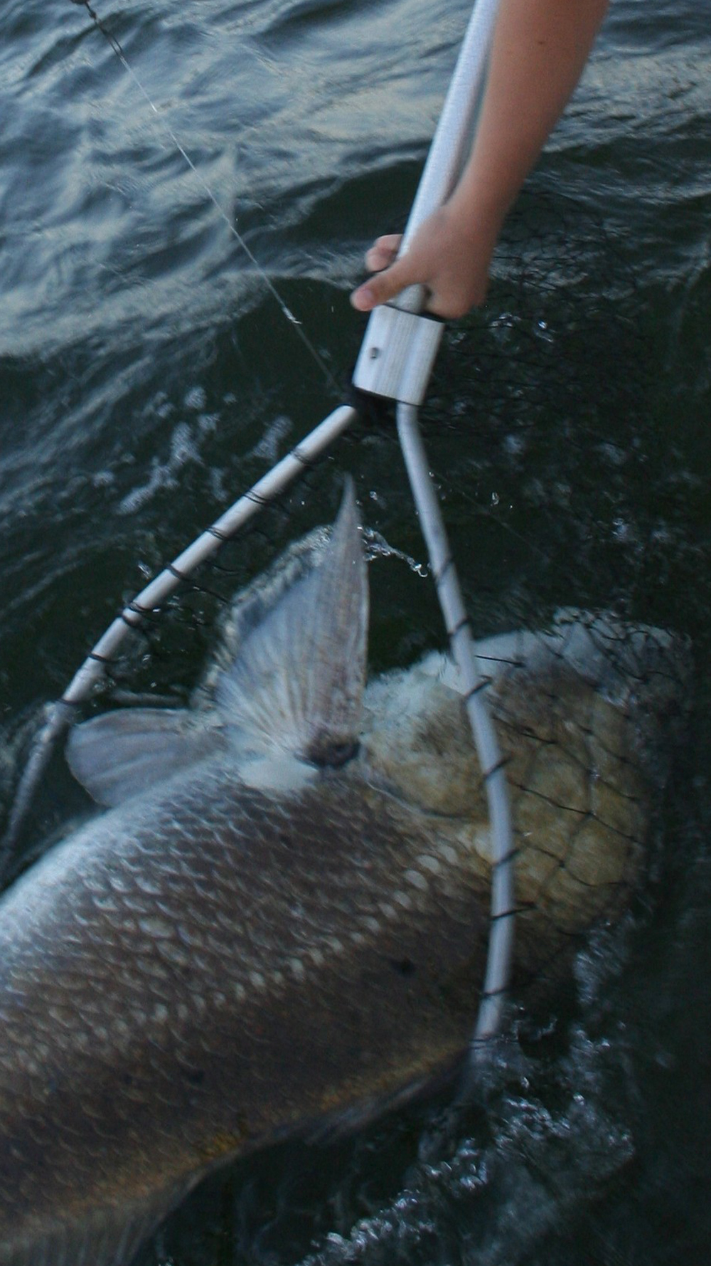 fishing for black drum