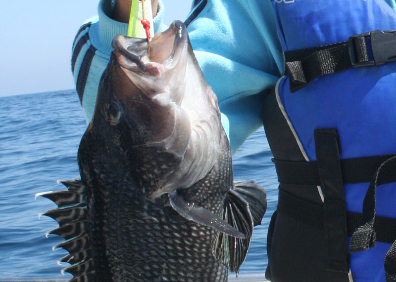 black sea bass season in february