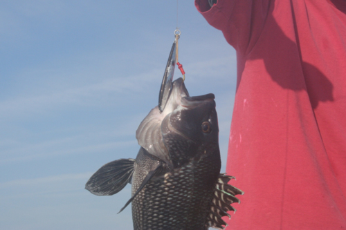 black sea bass jigged in the ocean