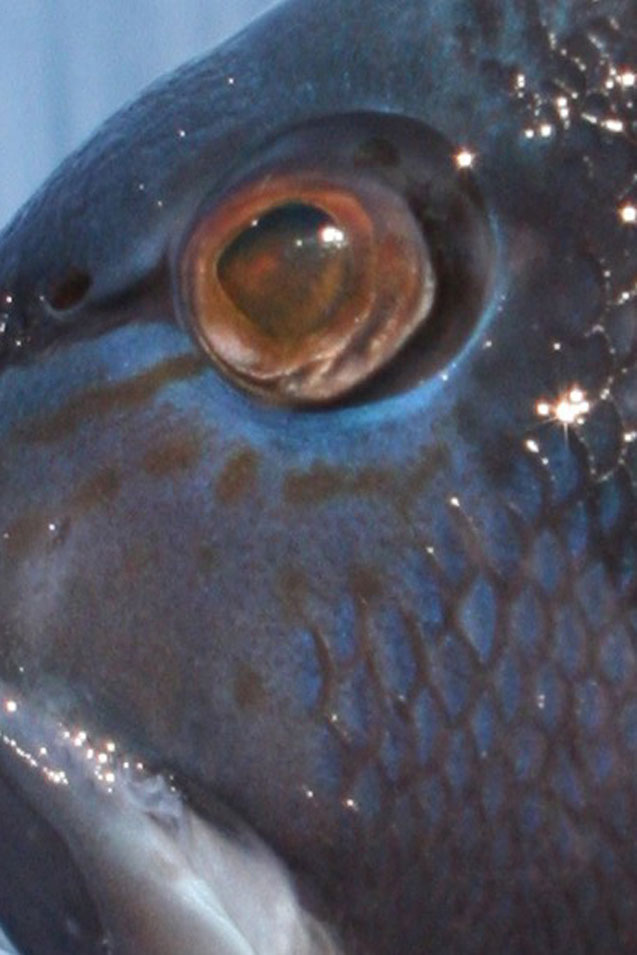 sea bass eye