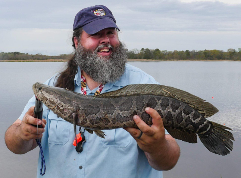 maryland snakehead fishing