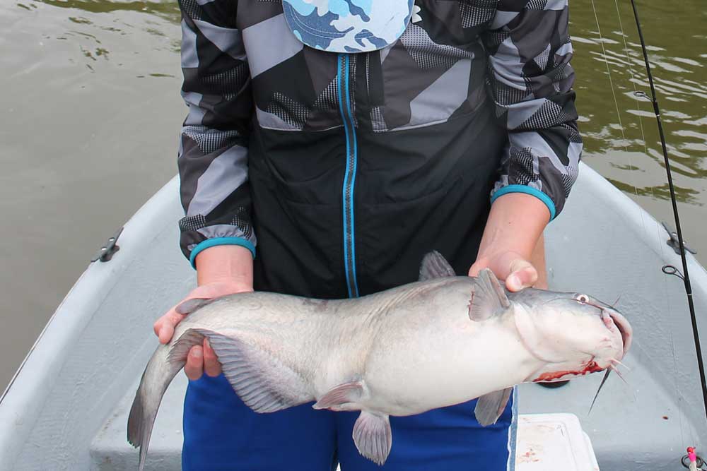 blue catfish fishing