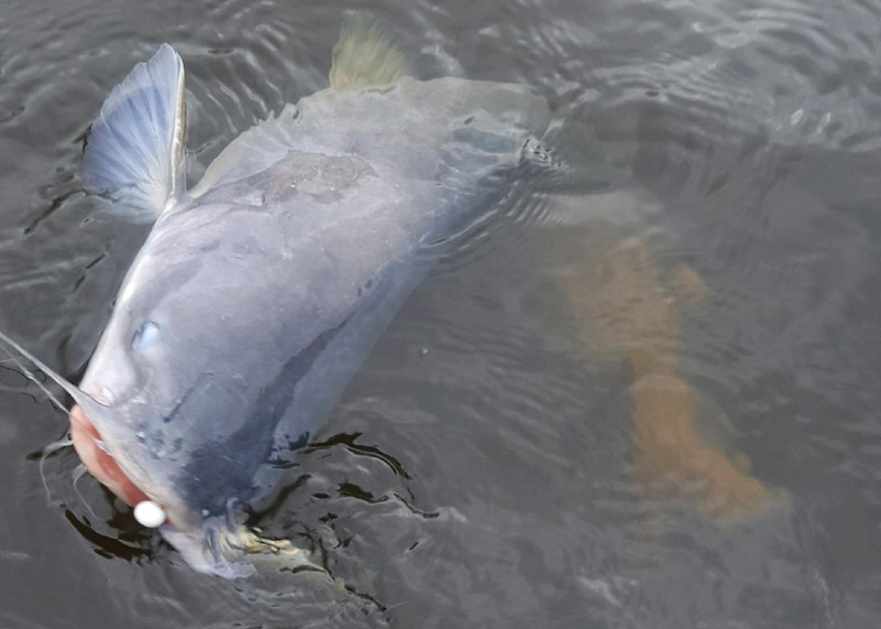 blue catfish in the water