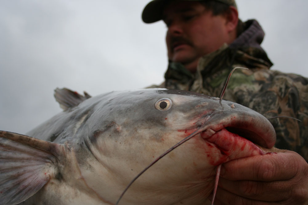 fishing for blue catfish