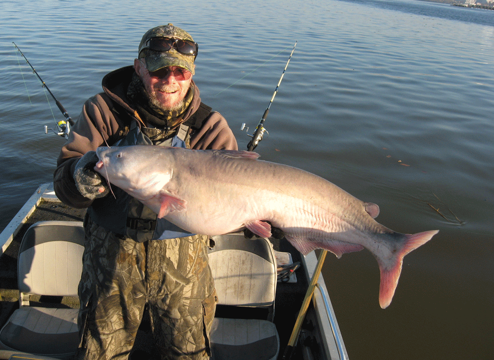 blue cat fish fishing