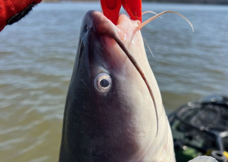blue catfish in bay waters