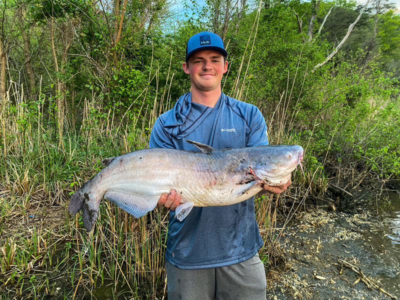 blue catfish caught on the bank