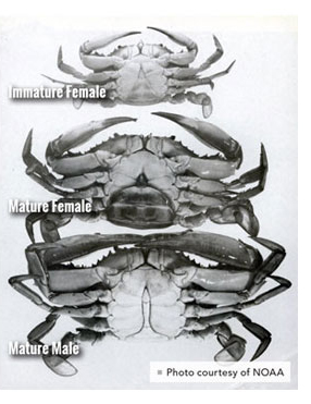 types of maryland blue crabs