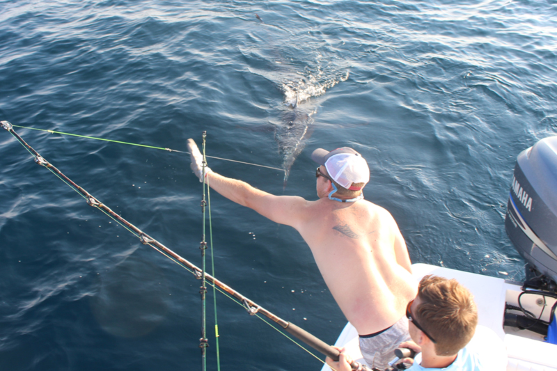 big blue marlin