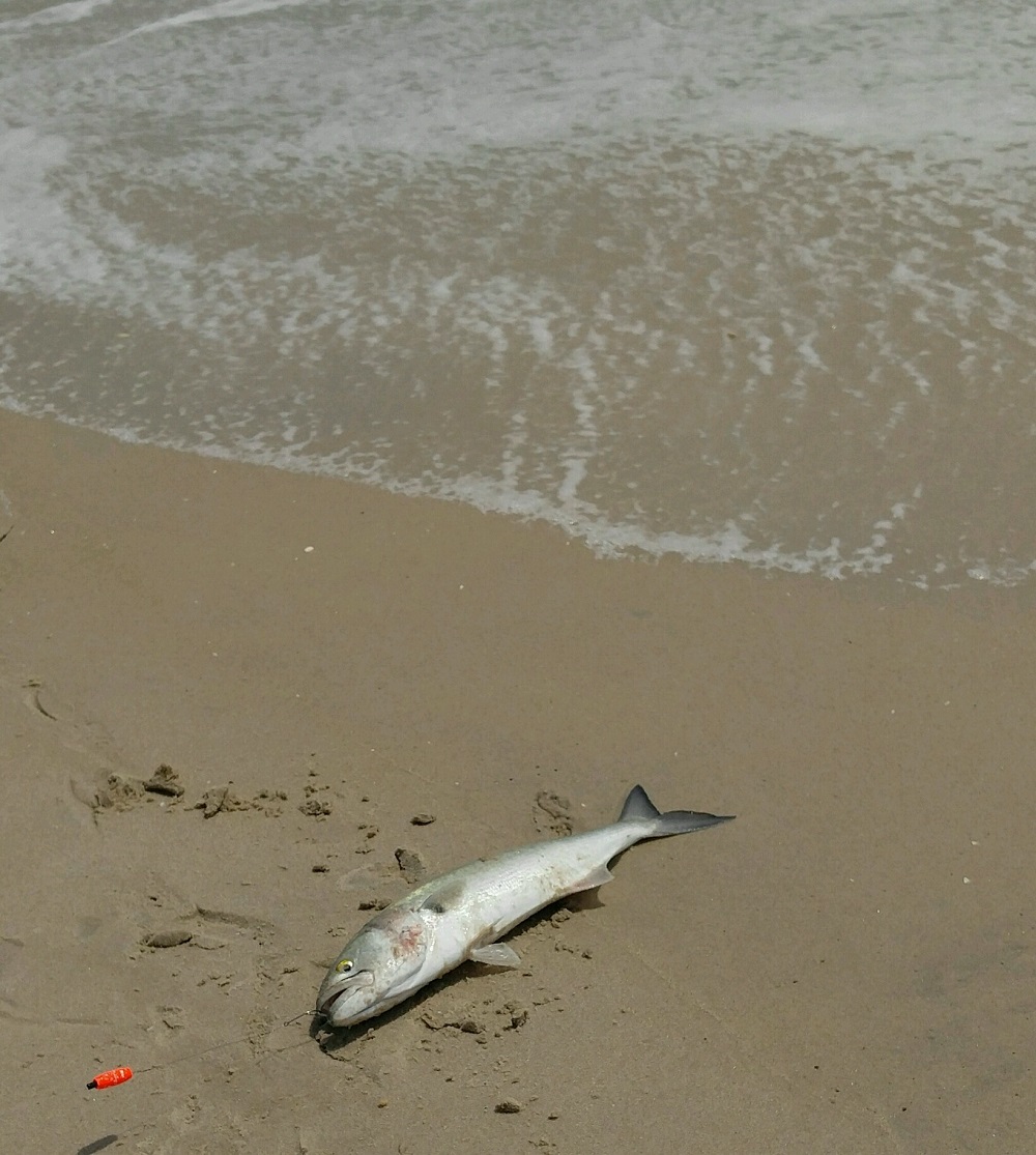 bluefish in surf