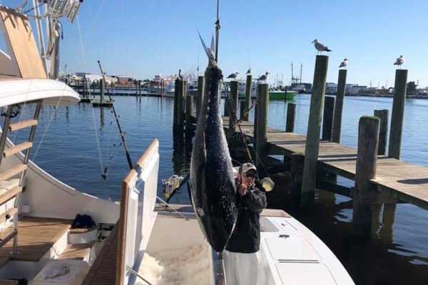 bluefin tuna caught in north carolina