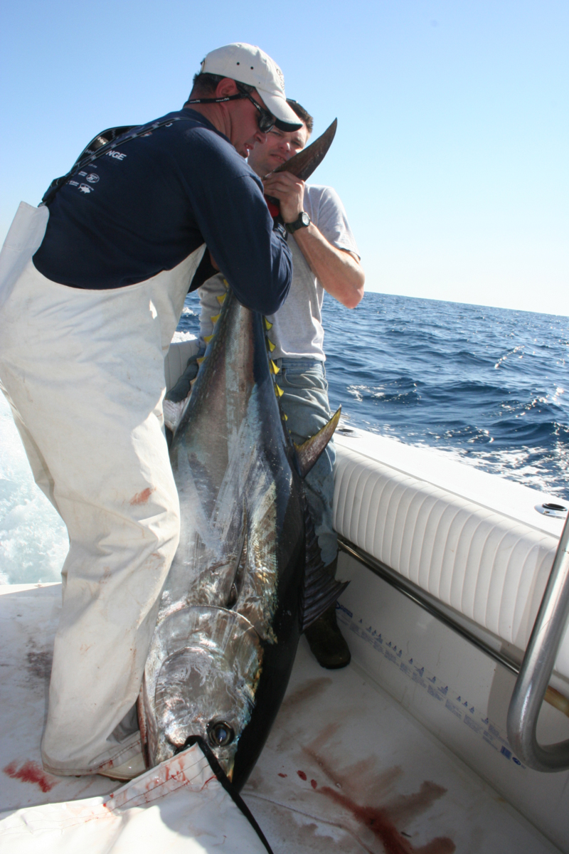 huge bluefin tuna