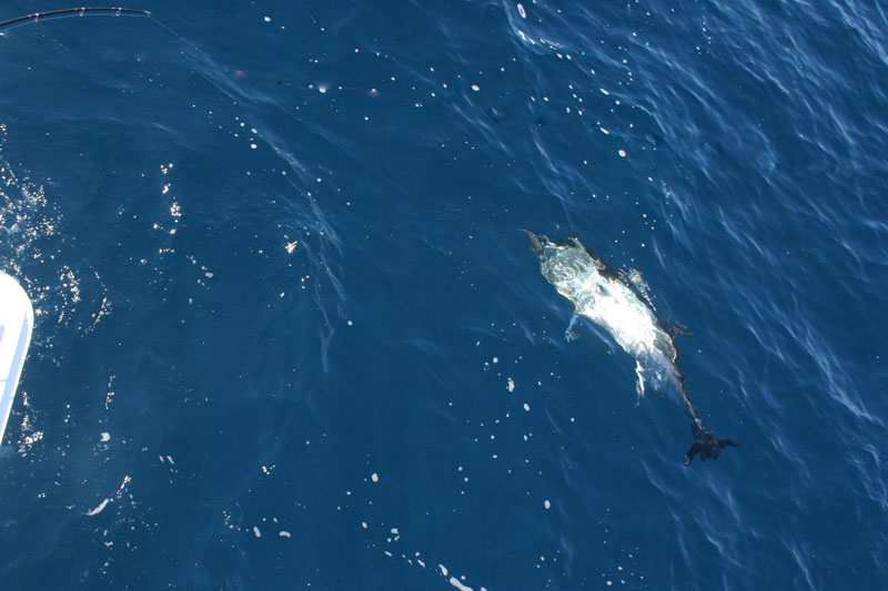 bluefin tuna off virginia
