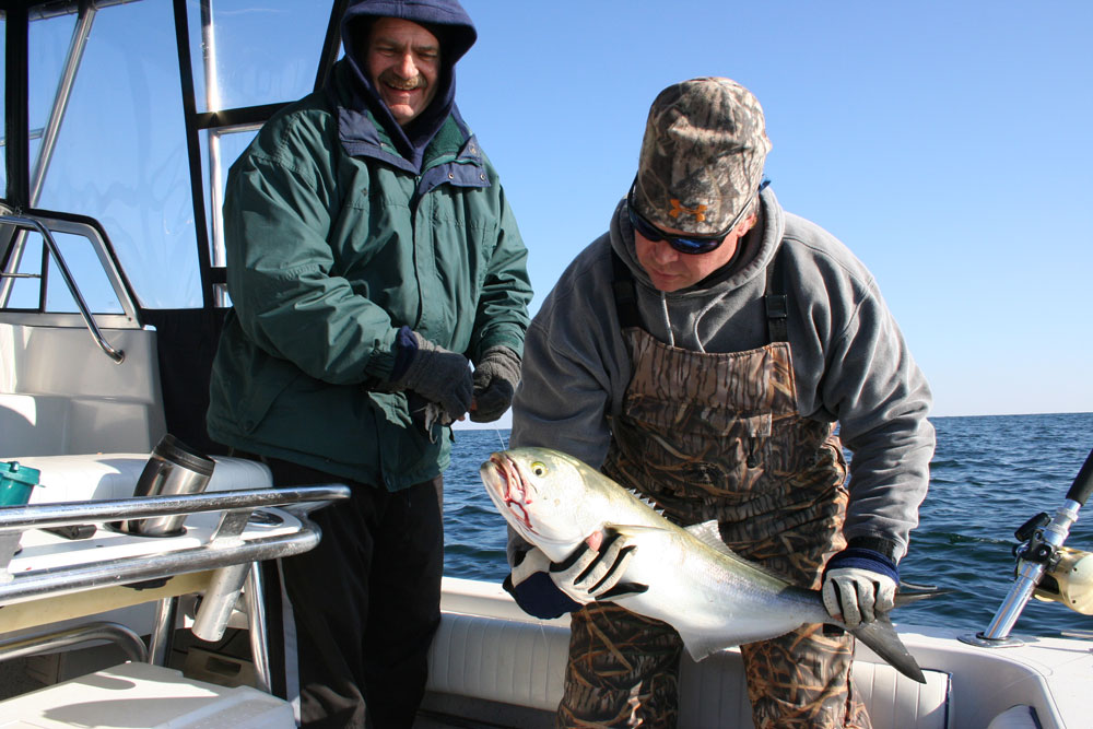 bluefish in the ocean