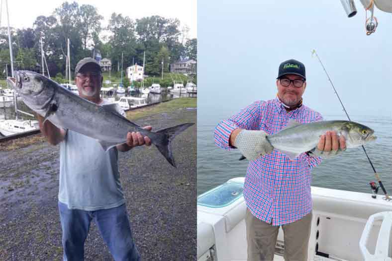 bluefish in the middle bay