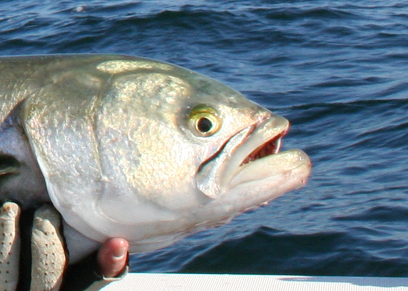 bluefish fishing