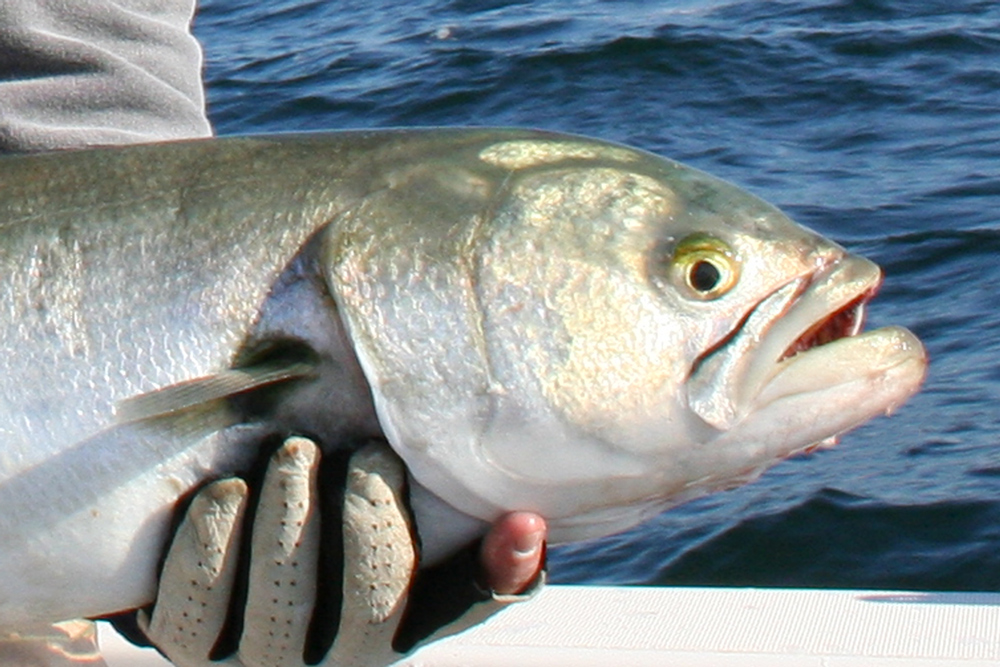 5 Tactics to Catch More Bluefish | FishTalk Magazine