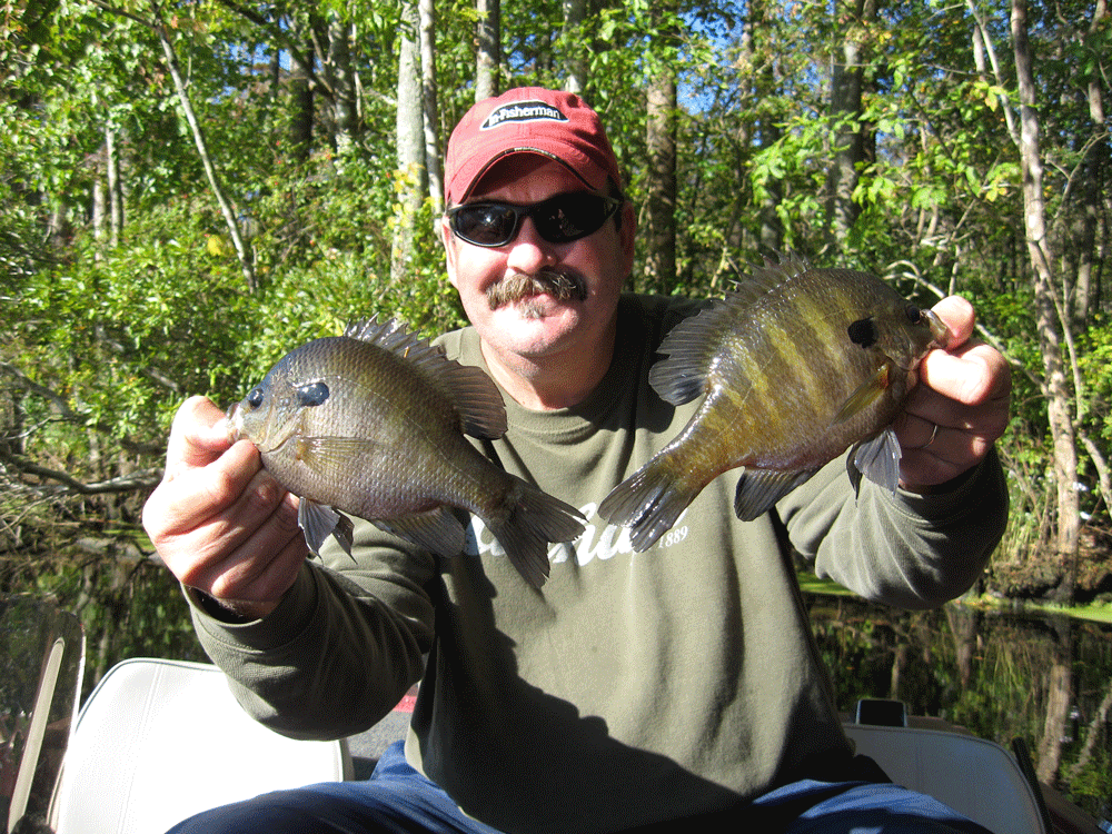 fishing for bluegill and sunfish with a pole