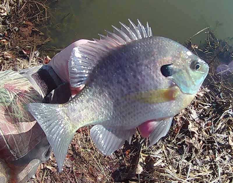 bluegill caught in a pond
