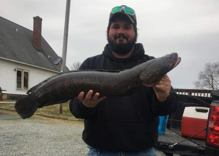 Bowfishing for Snakeheads for Beginners