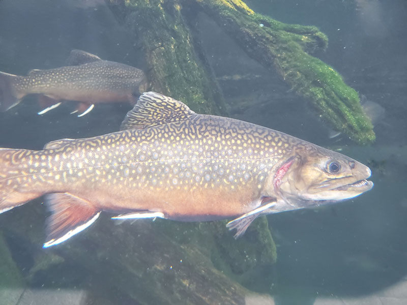 brook trout underwater