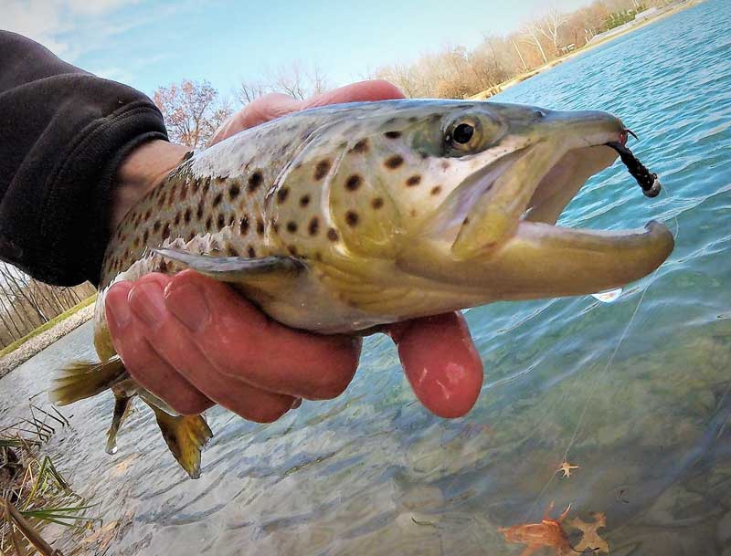brown trout fishing
