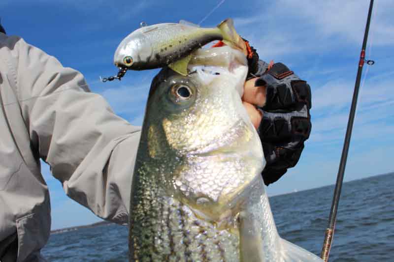 striper on bunker lure