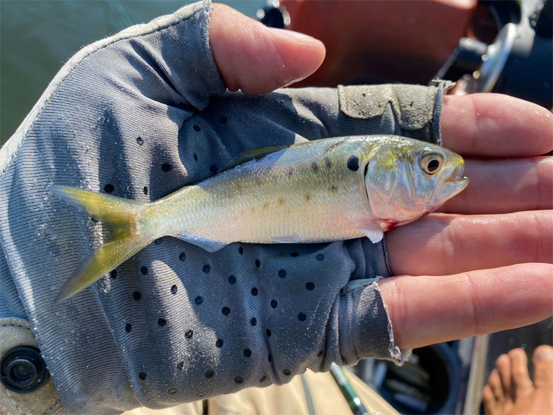 menhaden fish