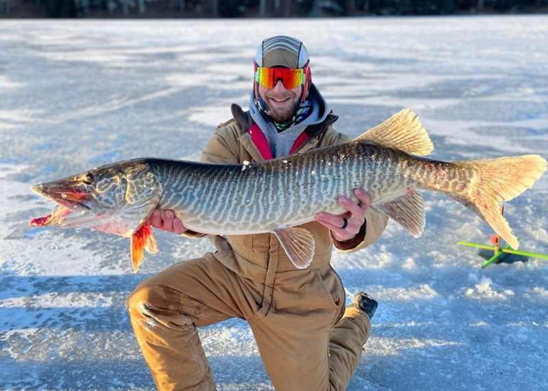 massive tiger musky