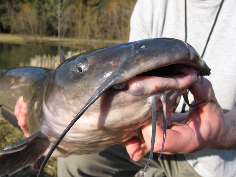 ugly catfish