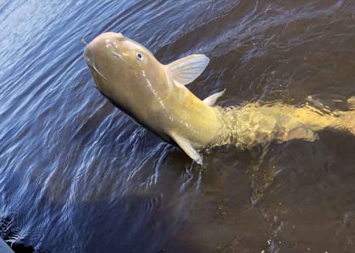 catfish hanging on a hook