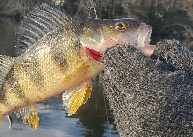 eastern shore yellow perch