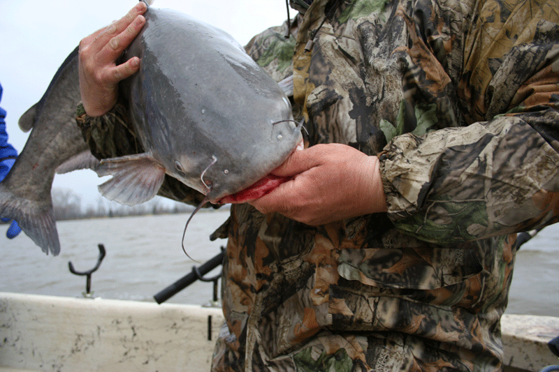 rappahannock catfish