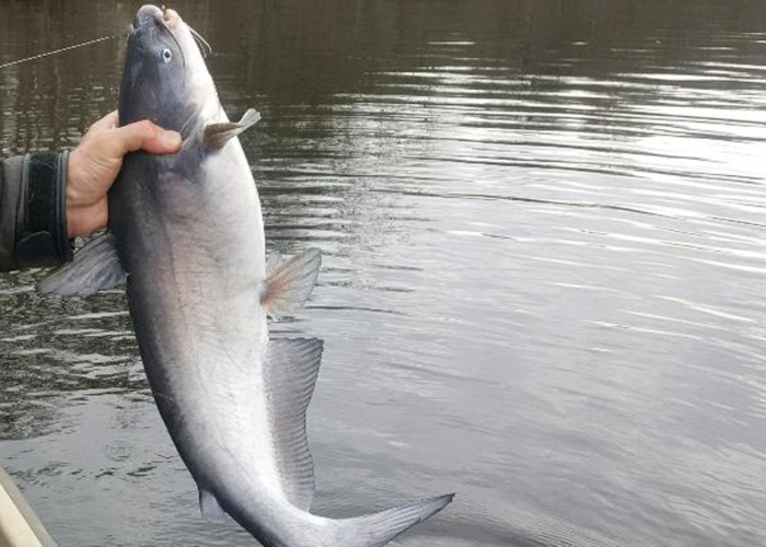 catfish north chesapeake