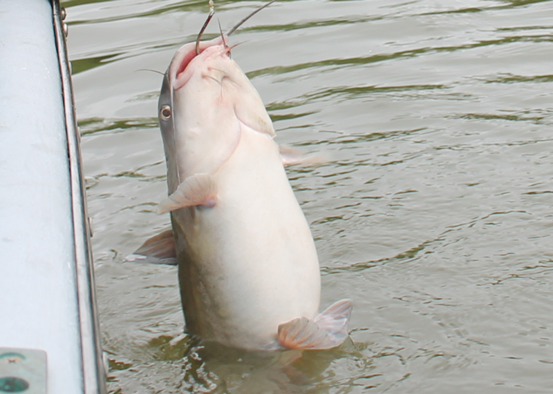 catfish in the bay