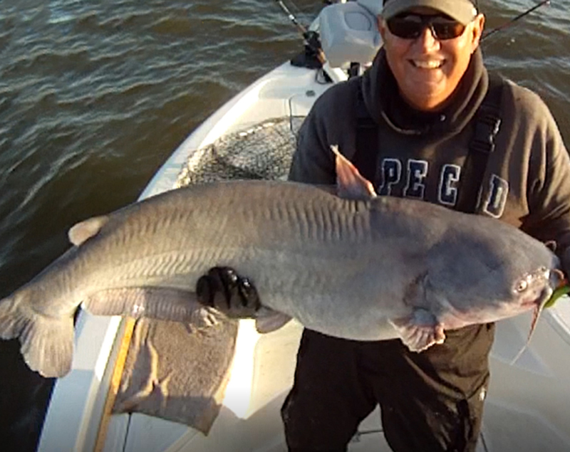 big catfish northern bay