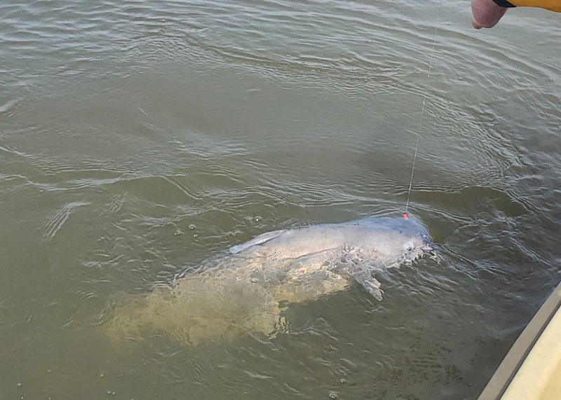 catfish fishing in the bay