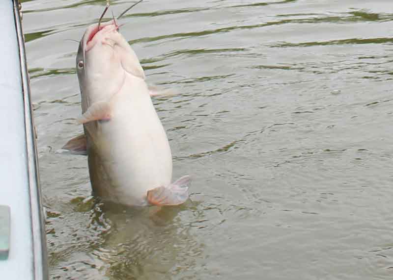 big catfish caught fishing