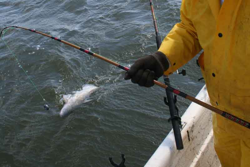 reeling in a catfish