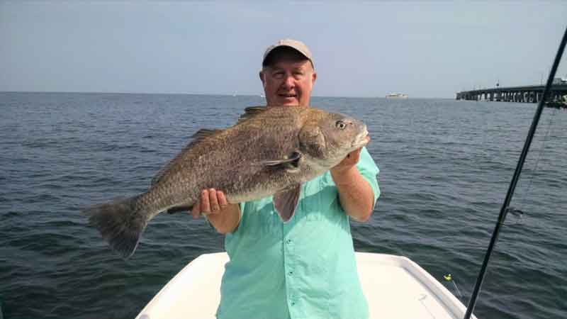 black drum caught at the cbbt