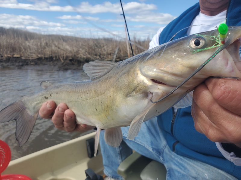 channel catfish caught while fishing